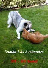 Pyreneisk Mastiff Samba