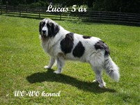 Pyreneisk Mastiff Lucas