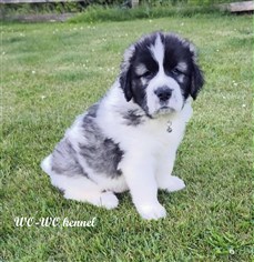 Pyreneisk Mastiff valp 6 veckor