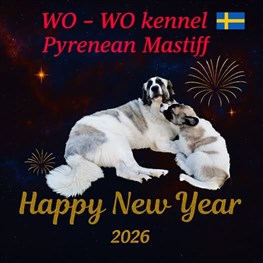 Pyreneisk Mastiff Samba och Zaara