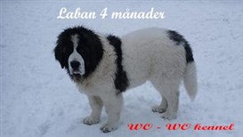 Pyreneisk Mastiff Laban