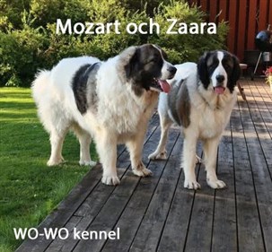 Pyreneisk Mastiff Zaara och Mozart
