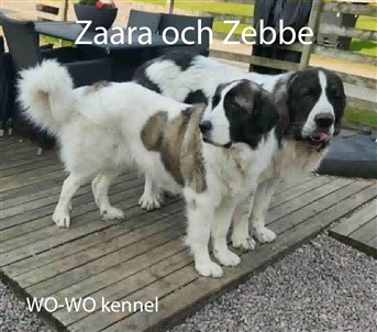 Pyreneisk Mastiff Zaara och Zebbe