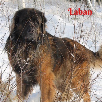 Leonberger Laban