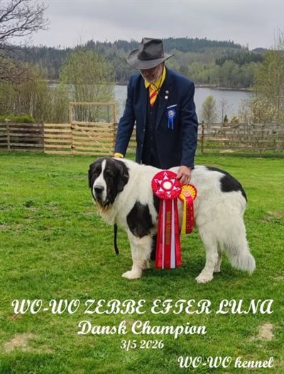 Pyreneisk Mastiff Zebbe
