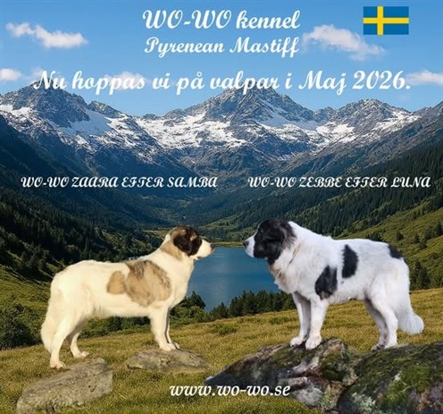 Pyreneisk Mastiff Zaara och Zebbe