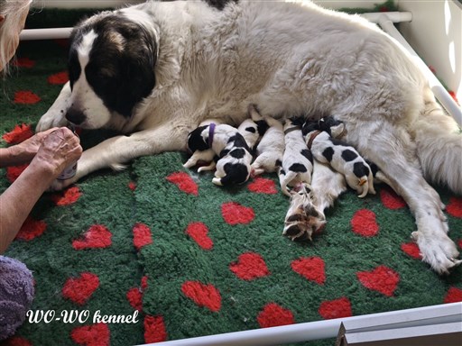 Pyrenean Mastiff valpar