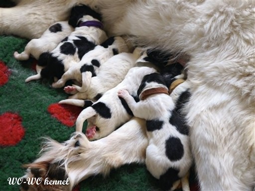 Pyrenean Mastiff valpar